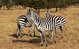 TANZANIA - Serengeti National Park - Lobo - 11